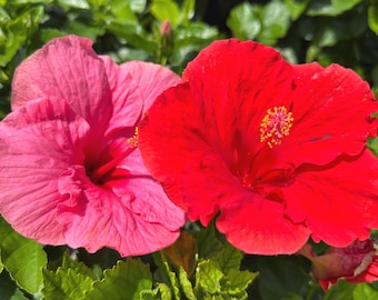 fotografia di due fiori di ibisco.