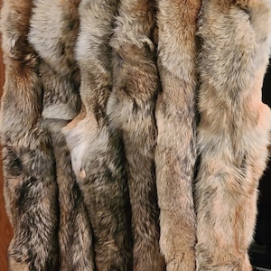 PROFESSIONALLY SOFT tanned COYOTE pelts/hides