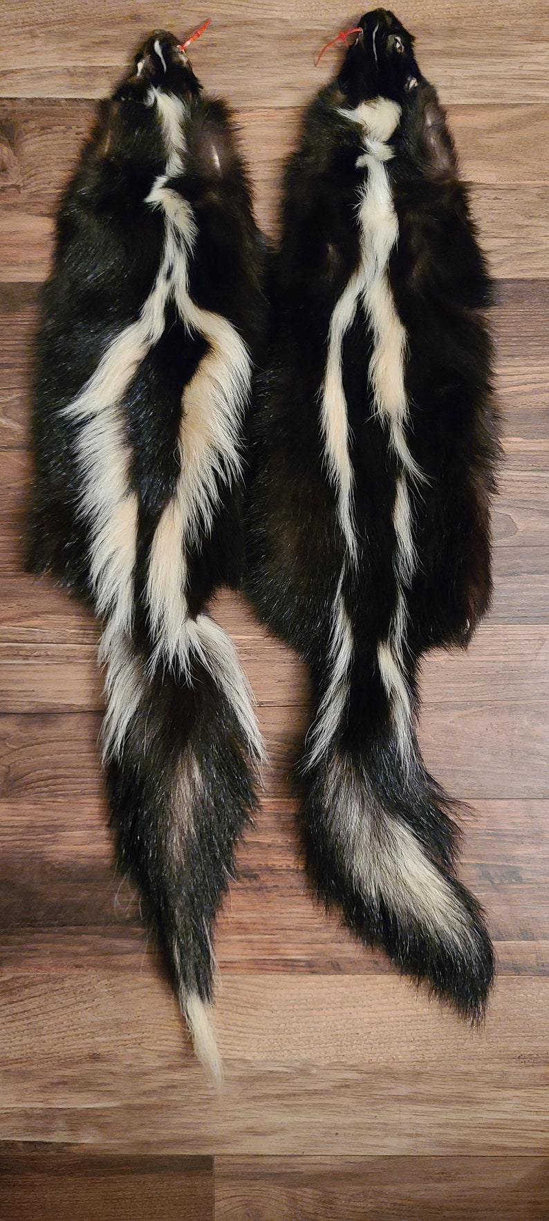 Professionally Soft Tanned Skunk Pelt / Hide - Etsy