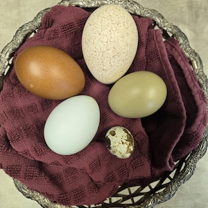 May include: A silver-colored, ornate basket holds five eggs of varying sizes and colors. A large, speckled egg sits next to a brown egg. A white egg, a green egg, and a small speckled quail egg complete the arrangement, all resting on a burgundy towel.