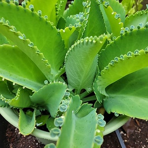 May include: Close-up of a green plant with large, flat leaves. The leaves have scalloped edges and small plantlets growing along the perimeter. The plant is in a light green pot, and the soil is visible.