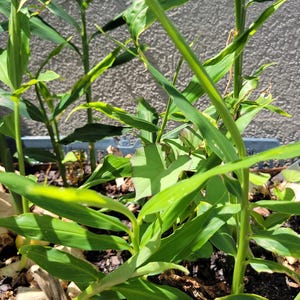 Lebende Ginger Rhizom: Würzige thailändische essbare Wurzel, bereit zum Wachsen