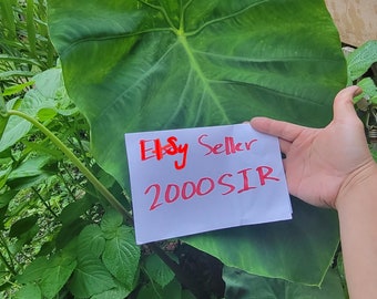 May include: A large green leaf plant with a white sign that says "Etsy Seller 2000SIR" written in red.