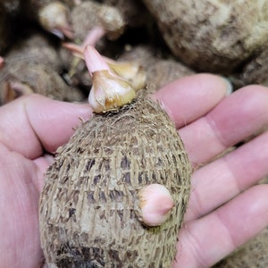 Sprouting Taro Bulbs: Organic Elephant Ear Kalo Plant