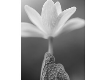 Black and White Bloodroot Portrait Photographic Print