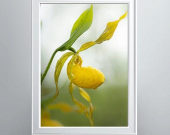 Yellow Lady Slipper In Bloom Photographic Print