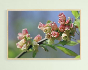 Printable Photograph, Blueberry Blossoms, Wall Art, Nature, Macro, Download, Wildflower, Native Flowers