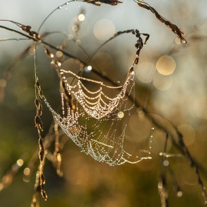 May include: A spider web covered in dew drops hangs from a brown stem in a field. The background is blurred and out of focus, with a golden glow.