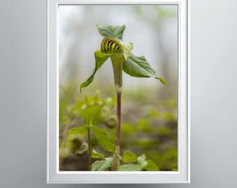 Jack In The Pulpit Photographic Print