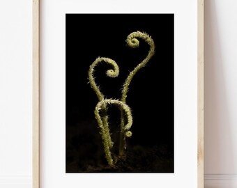 Fiddleheads Photographic Print