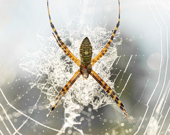 Banded Garden Spider in Early Morning Dewy Web Photographic Print