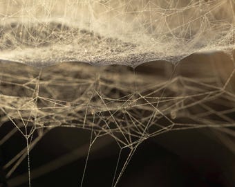 Monochromatic Bowl and Doily Weaver Spiderweb Photographic Print