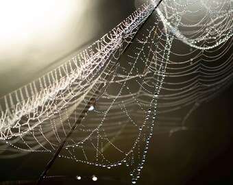 Subtle Color Asymmetrical Spider Web Photographic Print