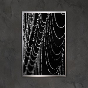 Dew Laden Web on Black Photographic Print, Photography, Nature, Wall Art, Direct from Artist