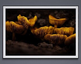 Glowing Ember Mushrooms Color Photographic Print