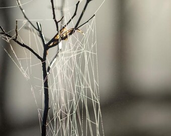 Spiderweb Late Fall Fog Photographic Print