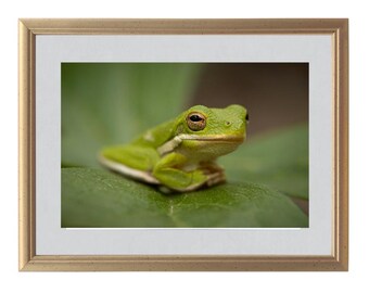 American Green Tree Frog Photographic Print