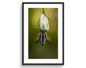 Newly Emerged Monarch Butterfly with Chrysalis, Photographic Print,  Direct from Artist