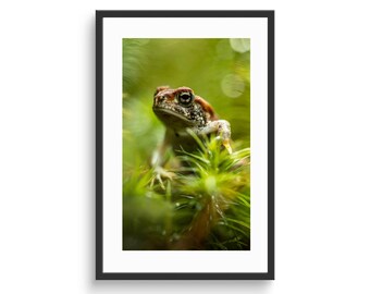Fine-Looking Toad Photographic Print