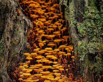 Orange Mushroom River Photographic Print