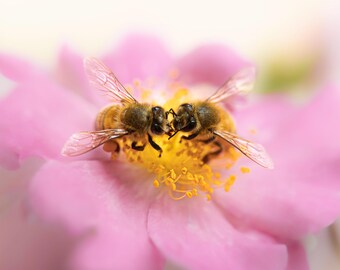 Two Bees Discussing a Prairie Rose Photographic Print