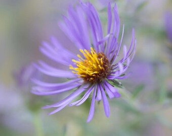 New England Aster Photographic Print