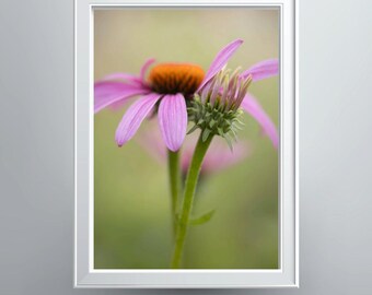 Purple Coneflowers Photographic Print