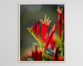 Indian Pink Printable Photograph, Spigelia marilandica, Wall Art, Nature, Macro, Download