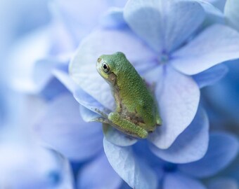 Tiny Tree Frog on Blue Hydrangea Photographic Print