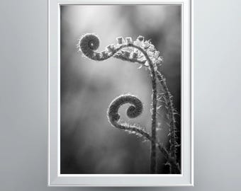 Black and White Fiddlehead Pair Photographic Print