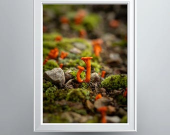 Cinnabar Red Chanterelles Photographic Print