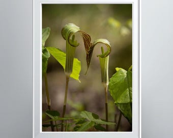 Two Jack-In-The-Pulpit Flowers face-to-face Photographic Print