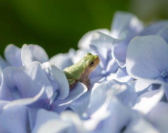 Tree Frog Profile Portrait in Hydrangea Photographic Print