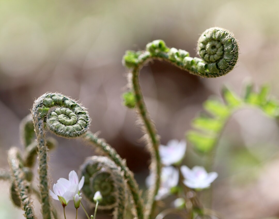 Printable Photograph Fiddleheads Ferns White Flowers Wall Etsy