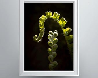 Christmas Fern Fiddleheads Photographic Print