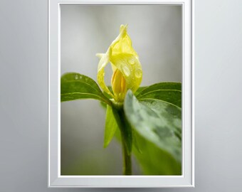 Shay's Trillium Photographic Print