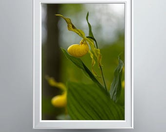 Yellow Lady Slipper Woodland Photographic Print