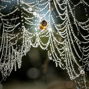 Orb Weaver on Dew Laden Web Photographic Print