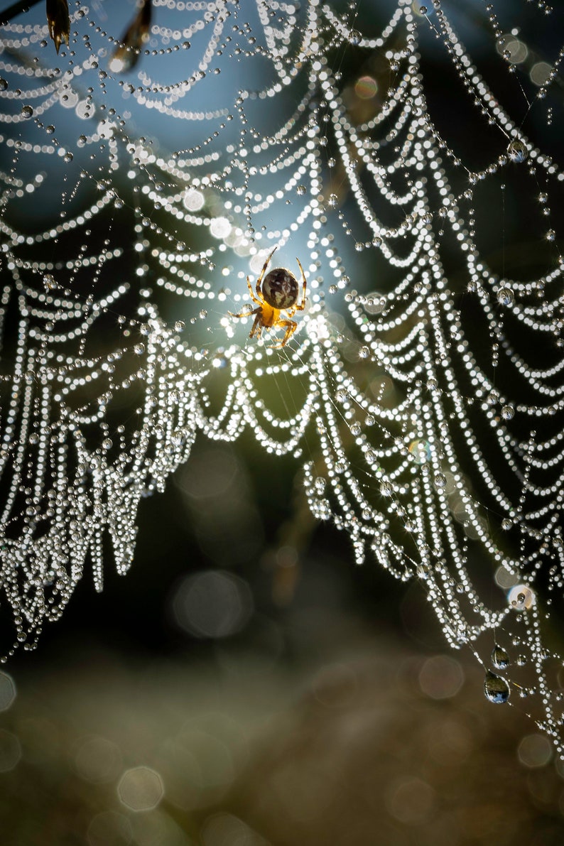 orb-weaver-on-dew-laden-web-photographic-print-etsy