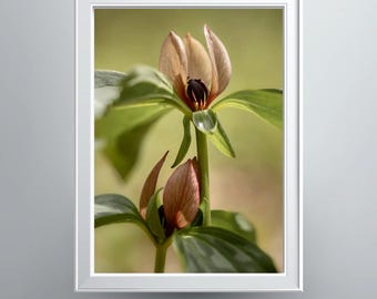 Two Trillium Photographic Print