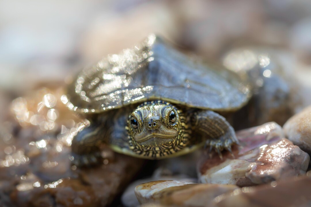 Tiny Map Turtle Photographic Print - Etsy