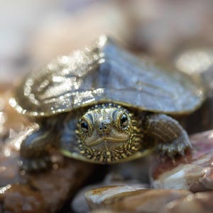 May include: A small turtle with a brown and gray shell is sitting on a bed of small rocks. The turtle's head is poking out of its shell and its eyes are open. The turtle is looking directly at the camera.