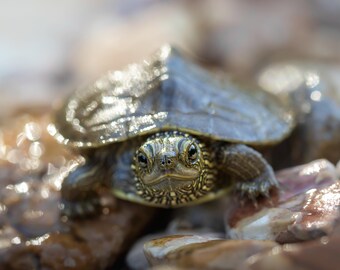 Tiny Map Turtle Photographic Print