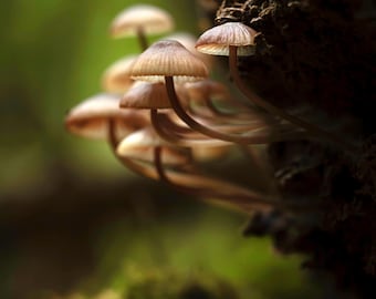 Mushroom Grouping Photographic Print