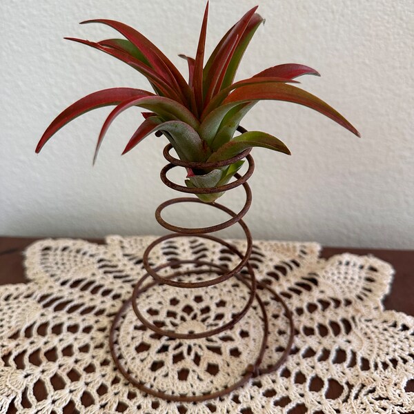 Airplant with holder