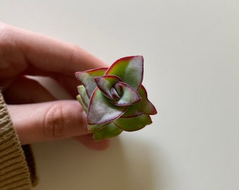 4" Baby's Necklace Crassula Succulent Cuttings