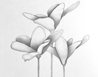 Three Tulips III