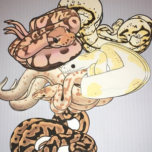 Può includere: Cinque serpenti di diversi colori arrotolati insieme. I serpenti sono di colore marrone chiaro con macchie nere, giallo chiaro con macchie nere, marrone chiaro con macchie nere, rosa chiaro con macchie nere e bianco con macchie nere.