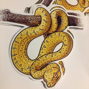 May include: A yellow and green snake with black spots is curled around a branch. The snake is a sticker and is printed on white paper.