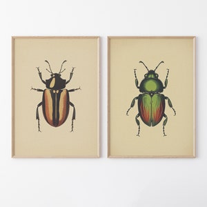 Antique Beetles, Vintage Bug PRINTABLE Wall Art Prints | Set of 2 Bundle Insect Poster | Boho Neutral Home Decor Instant DIGITAL DOWNLOAD